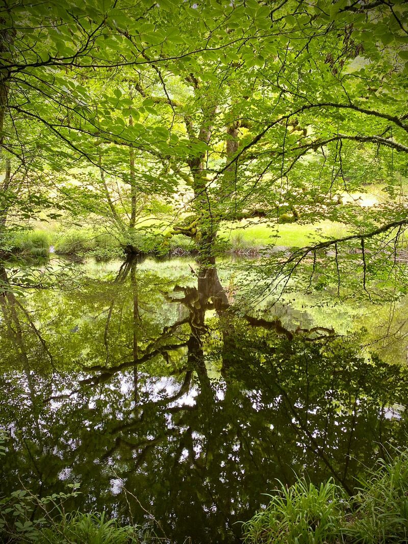 arbre correze lemoneger