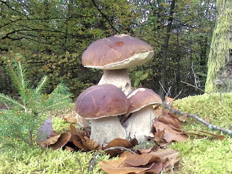 champignons sarran