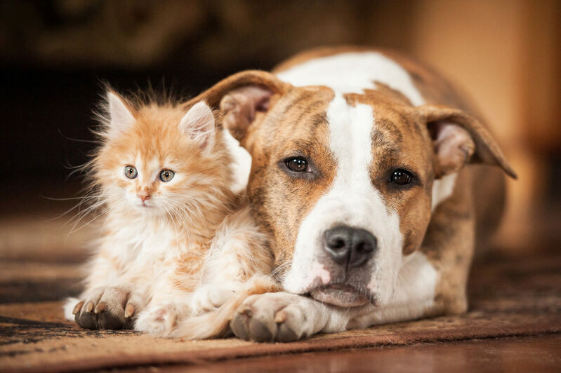 chiens et chats