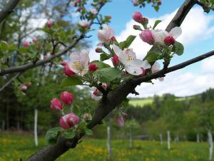 fleurspommiers