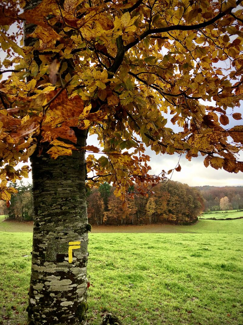 rando arbre automne