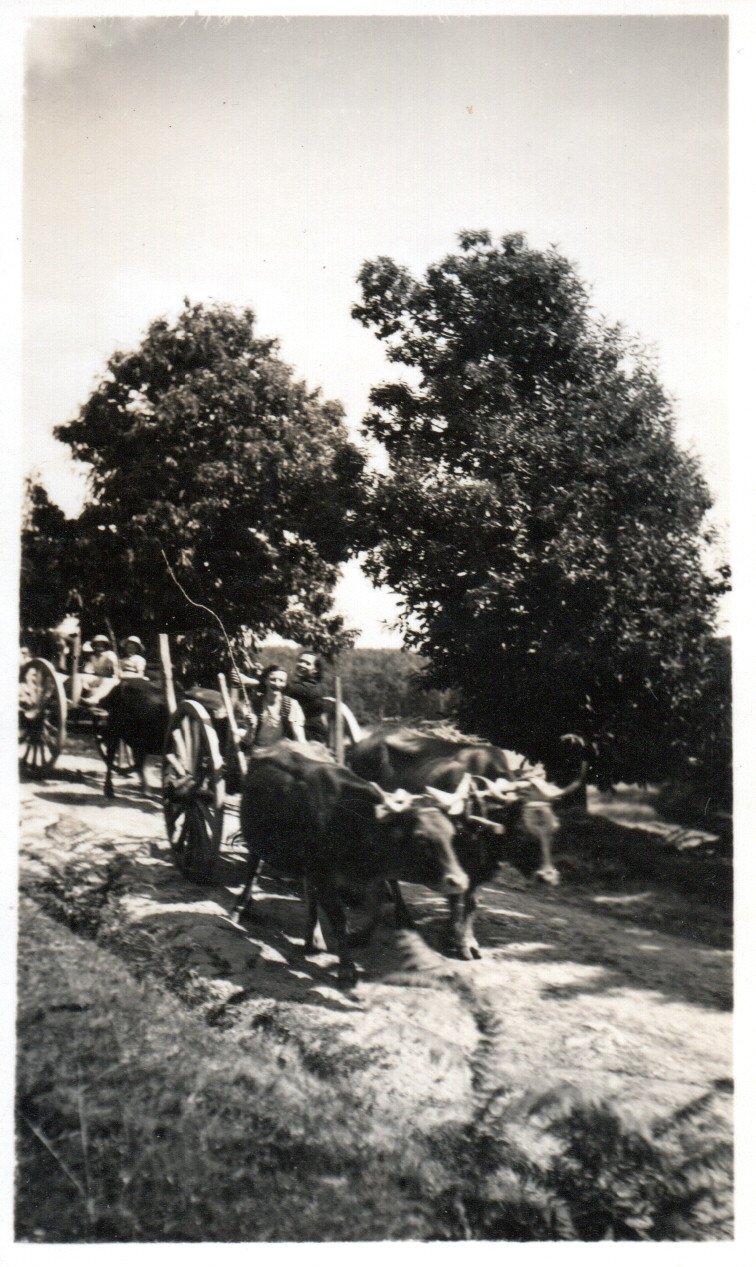 transport bille de bois